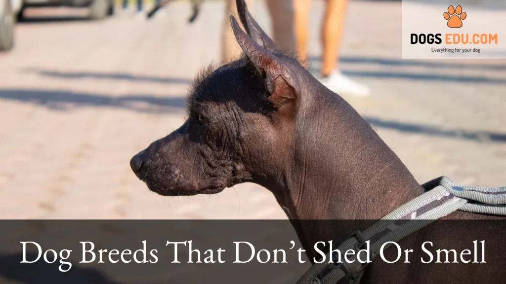 Dog Breeds that don't shed or smell