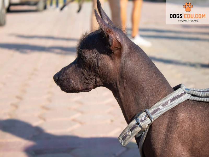 xoloitzcuintli (mexican hairless dog)