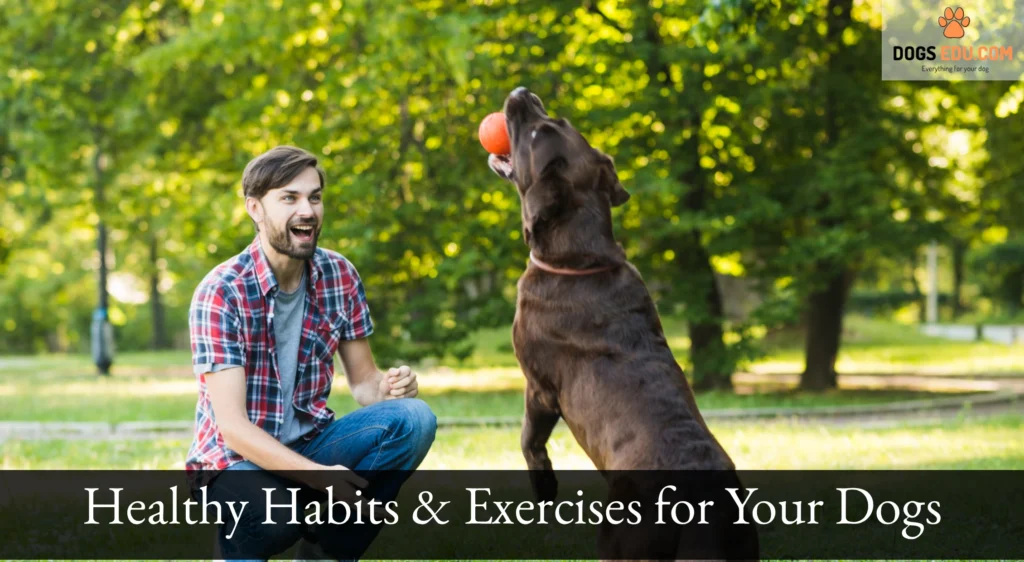 Healthy Habits & Exercises for Your Dogs