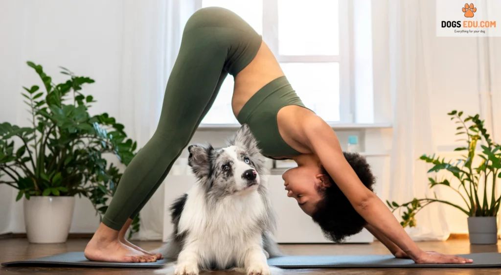 How To Exercise With Your Dog